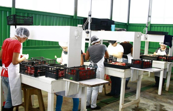 Rambután hondureño llega a Estados Unidos y Europa