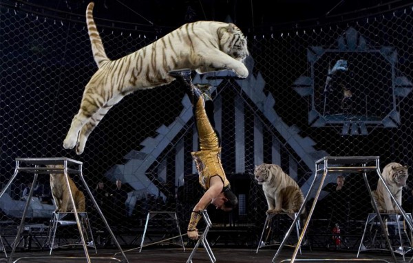 Madrid prohíbe los circos con animales salvajes