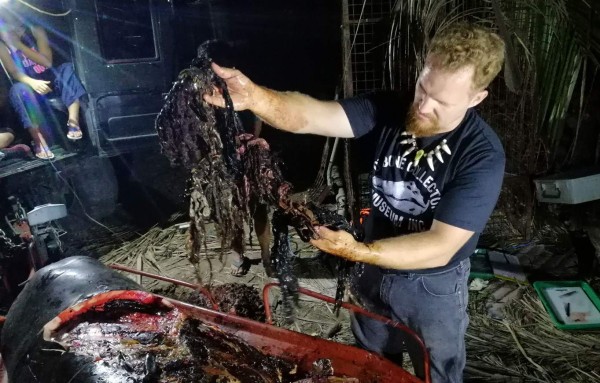 Hallan 40 kilos de plástico en estómago de ballena muerta