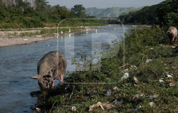 Tratar aguas residuales, otra deuda con San Pedro Sula