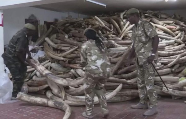 Kenia quemará toneladas de marfil ilegal