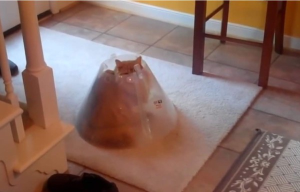 Gato se mete dentro de un cono para recuperar su comida