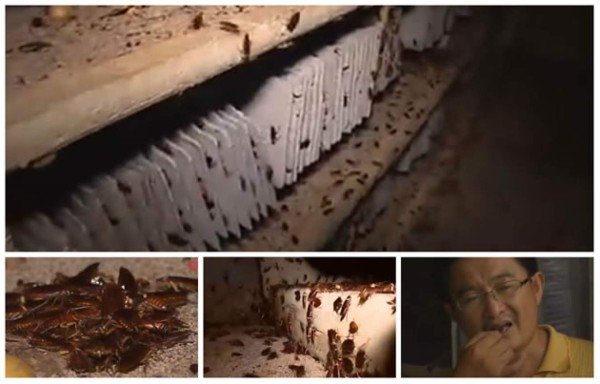 Video: Hombre convive con un millón de cucarachas