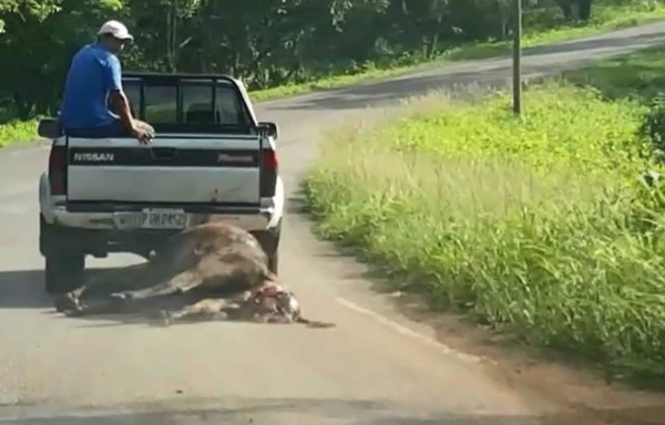 Imagen de una vaca siendo arrastrada por un vehículo en Trinidad, Santa Bárbara.
