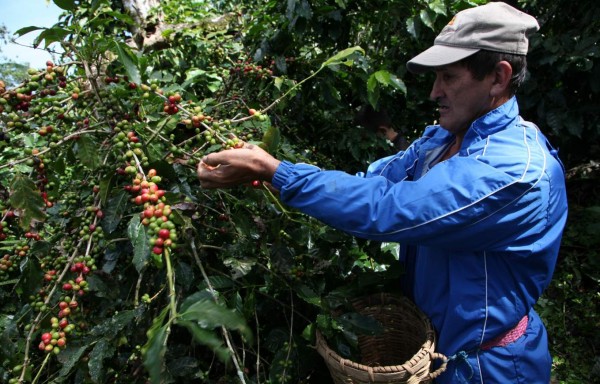 Corte de café y actividades navideñas impulsan la economía de Comayagua