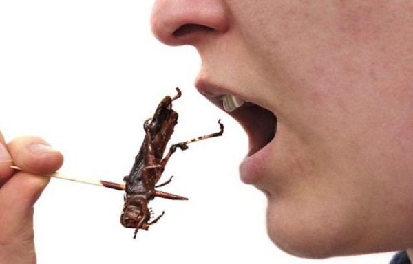 Grillos, alternativa a la carne en comunidades de bajos recursos en México