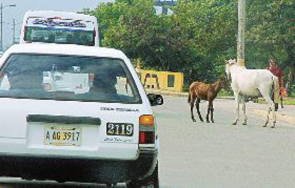 Caballos interrumpen tráfico