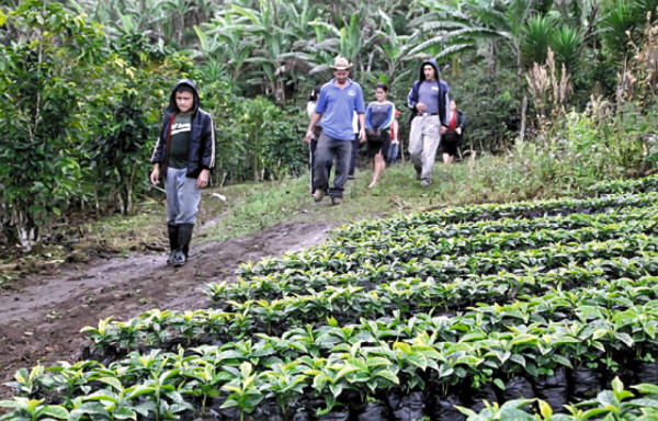 Café hondureño dejará 19 mil millones en 2011