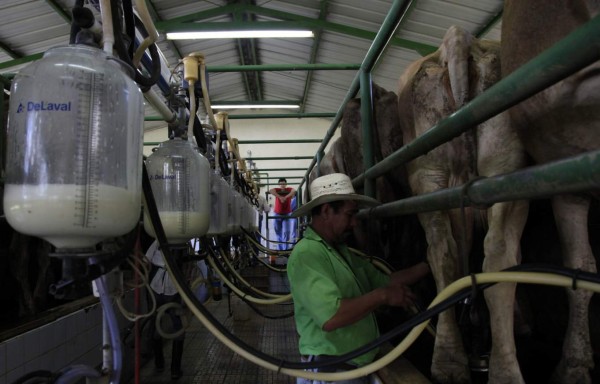 Producción de leche cae en 30%, pero la de carne se dispara