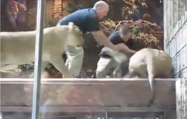 Leona evita que león mate a cuidador de un zoológico