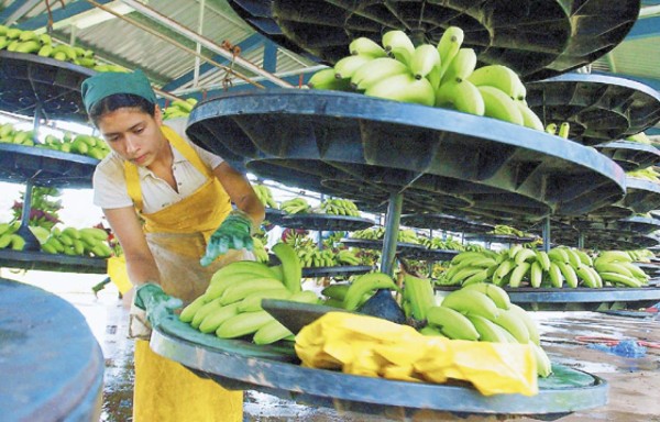 UE abre mercado a banano de países ACP