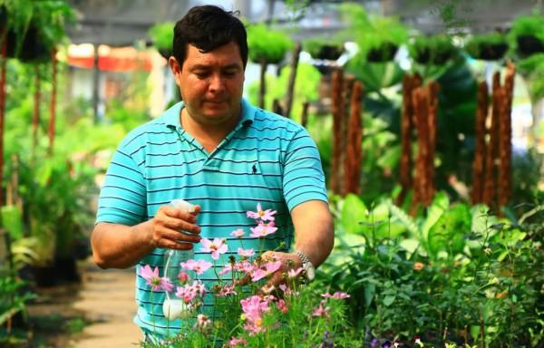 Cinco pasos para que las plantas luzcan bellas y saludables