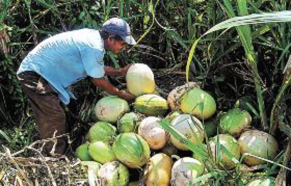 Empresarios agrícolas buscan aprovechar Cafta