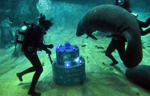 Manatí celebra su cumpleaños con un pastel gigante y jazz