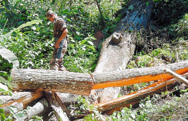 Tala destruye Pico Pijol