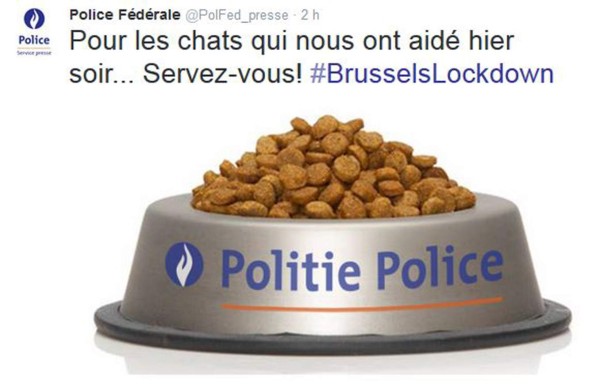 Oleada de gatos durante operación antiterrorista