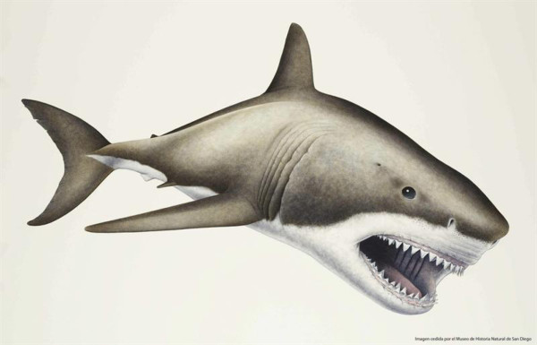 Hallan fósiles del mayor depredador marino de la historia