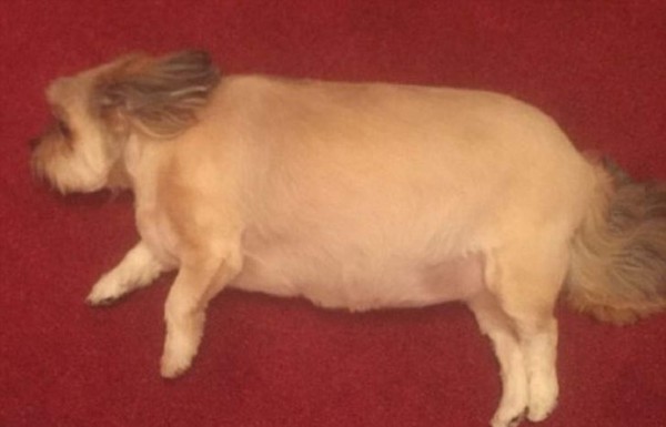 Bubba, la mascota que se comió el pavo de navidad