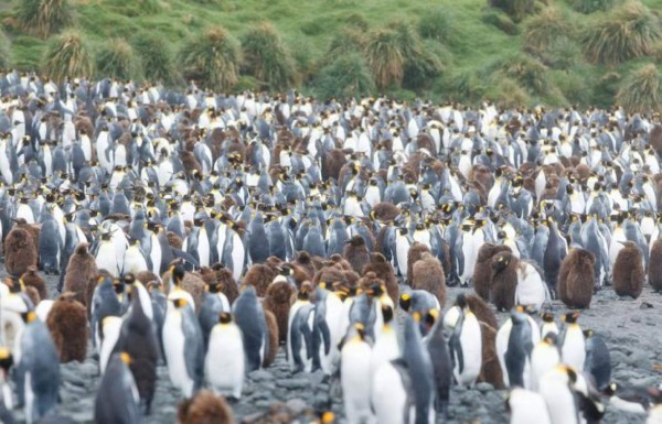Macquarie, el refugio de los pingüinos