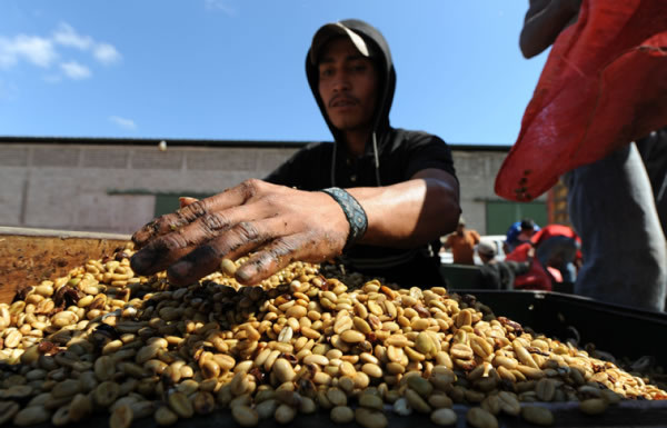 Niños cortan café en montañas de Honduras