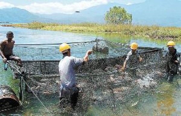 Yojoa, sigue contaminación