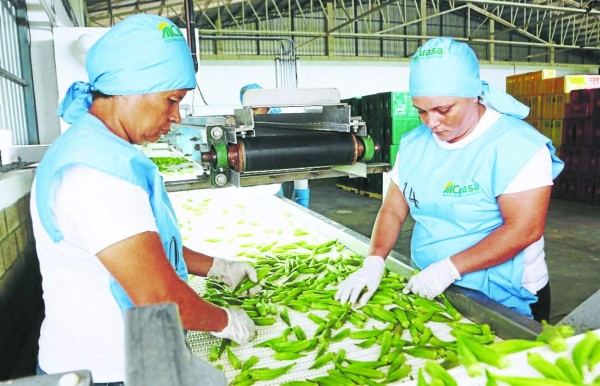 Exportadores hondureños de okra americana presionan el acelerador al 50%