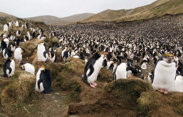 Macquarie, el refugio de los pingüinos