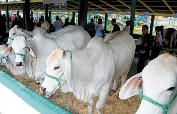 Ganaderos cancelan Festival de la Leche