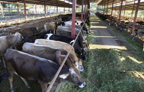 Capacita a técnicos hondureños sobre tratamiento de tuberculosis bovina