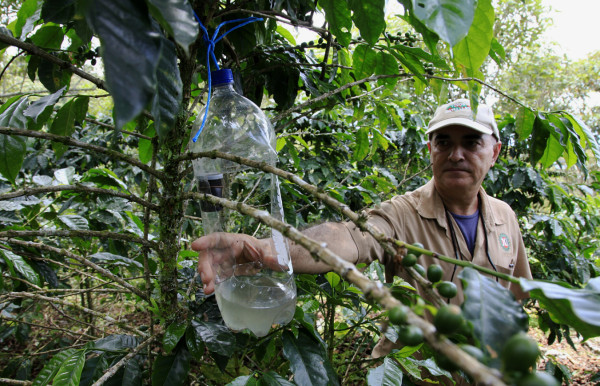 A sacar los ahorros para la cosecha de café 2014-2015 en Honduras