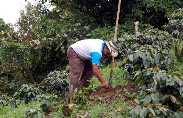 Alcaldía sampedrana promueve campaña de reforestación