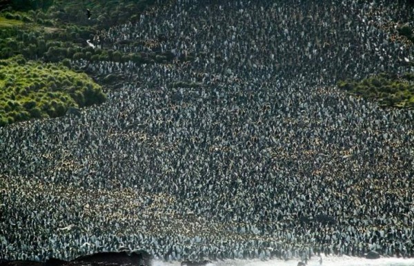 Macquarie, el refugio de los pingüinos