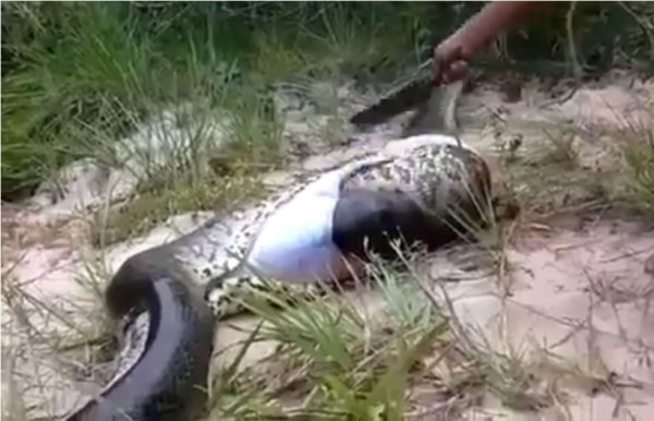 Abren gigantesca serpiente caníbal y mira el bocadillo que tenía por dentro