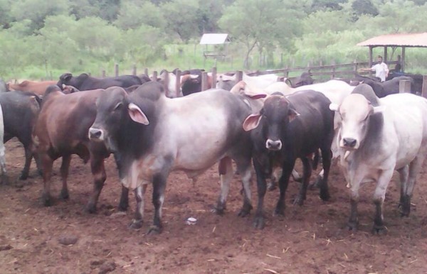 Oabi subasta 62 cabezas de ganado incautado a la familia Valle-Valle