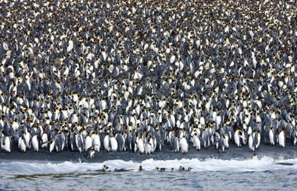Macquarie, el refugio de los pingüinos