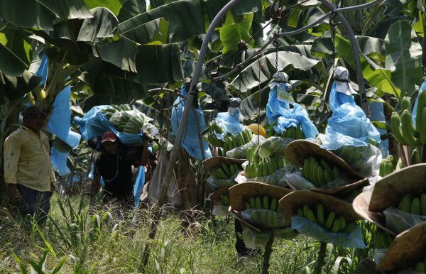 Honduras: En riesgo $21 millones por descertificación a fincas bananeras