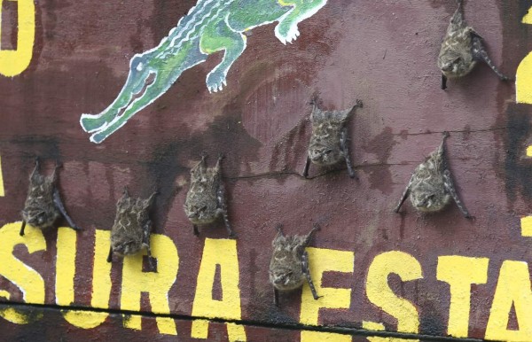 Cuero y Salado, el apasionante edén de las aves en Honduras