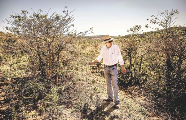 Próximamente en su mesa: un café más caro