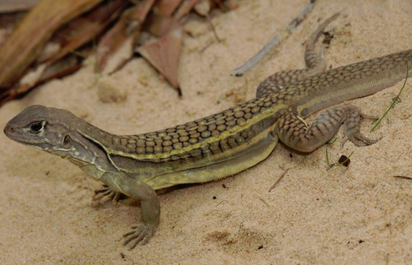Los animales más raros del mundo, entre admiración y rechazo