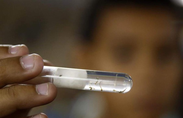 Aumentan a 216 casos de hondureñas embarazadas con zika