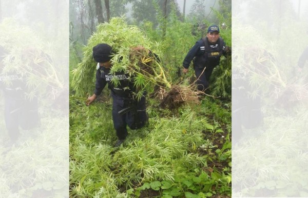 En El Paraíso decomisan 5,000 plantas de marihuana