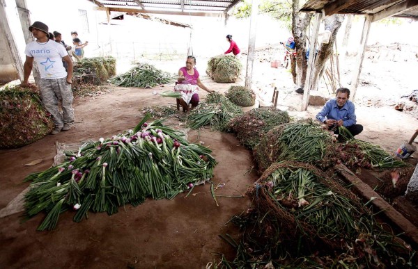La agricultura familiar crea el 76% del empleo en zonas rurales