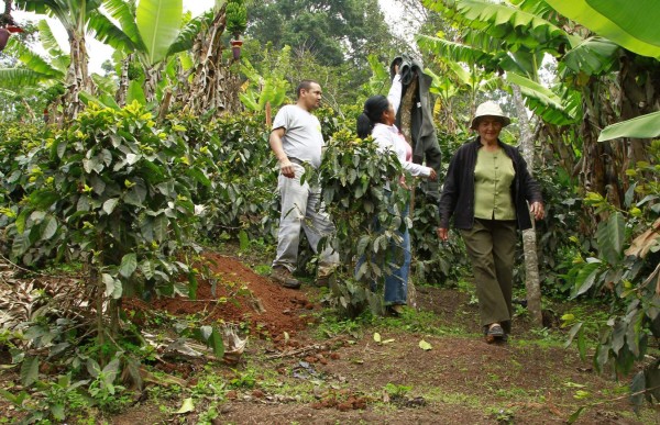 A sus 70 años logró producir el mejor café de Honduras