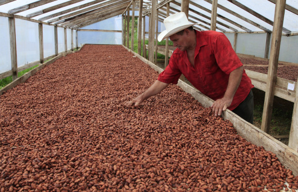 Honduras con potencial para cultivar cacao de alta calidad