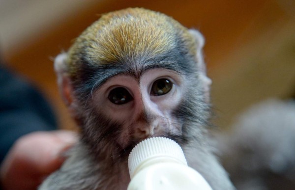 Un biberón para 'Kisha'