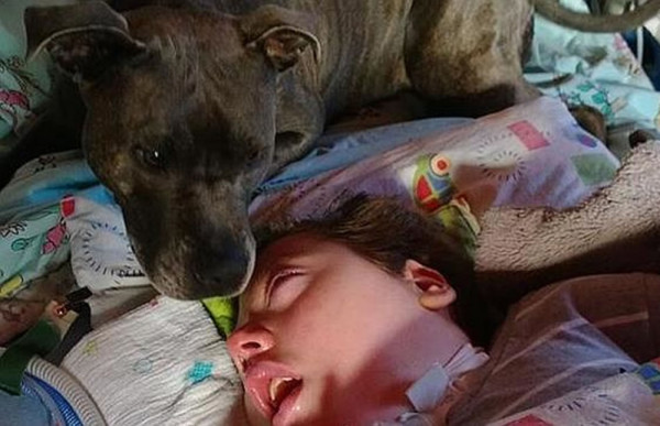 Conmovedora historia de una perra que visita todas las mañanas a un niño en coma