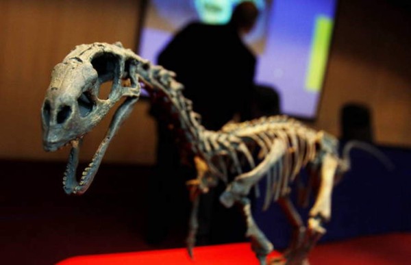 Descubren dinosaurio semiarticulado en la región chilena de Magallanes