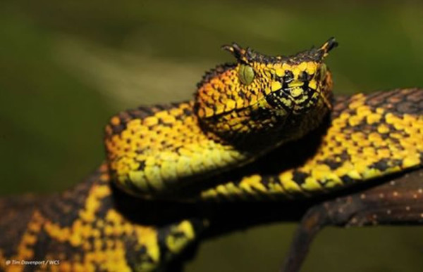 Honduras: Una serpiente con 'cachos' atemoriza a vecinos de Catacamas