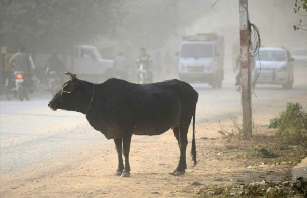 Matan a golpes en India a musulmán sospechoso de matar una vaca