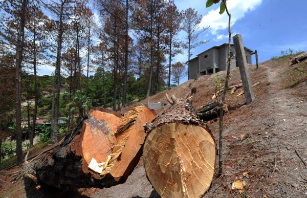 Tala masiva en La Tigra para frenar el gorgojo en Honduras